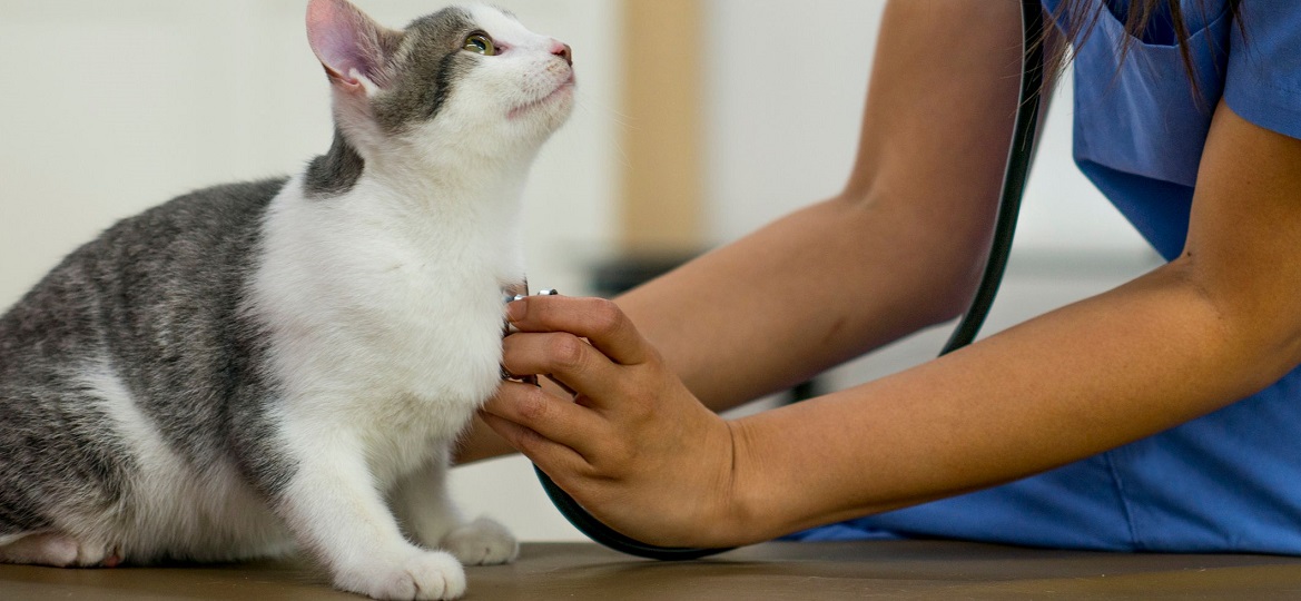 Когда можно мыть питомца после кастрации