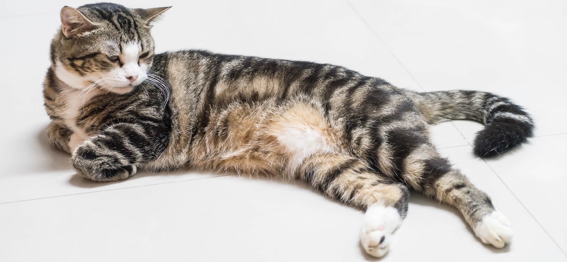 Как ухаживать за котом после кастрации