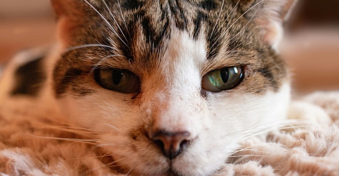 Остеосаркома у кошек