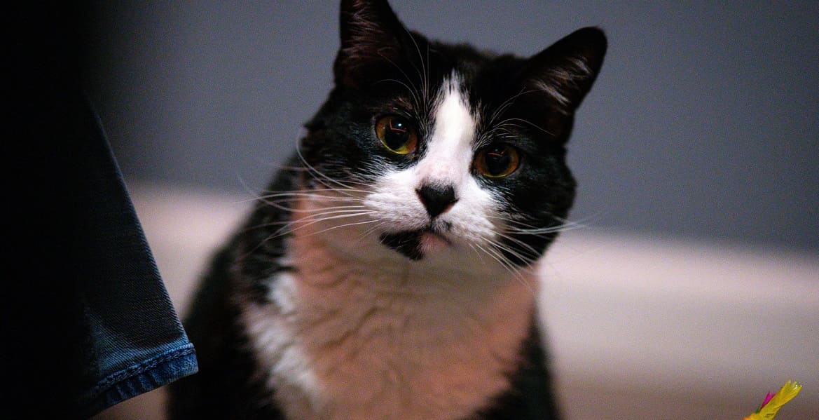 методы лечения остеосаркомы у кошек