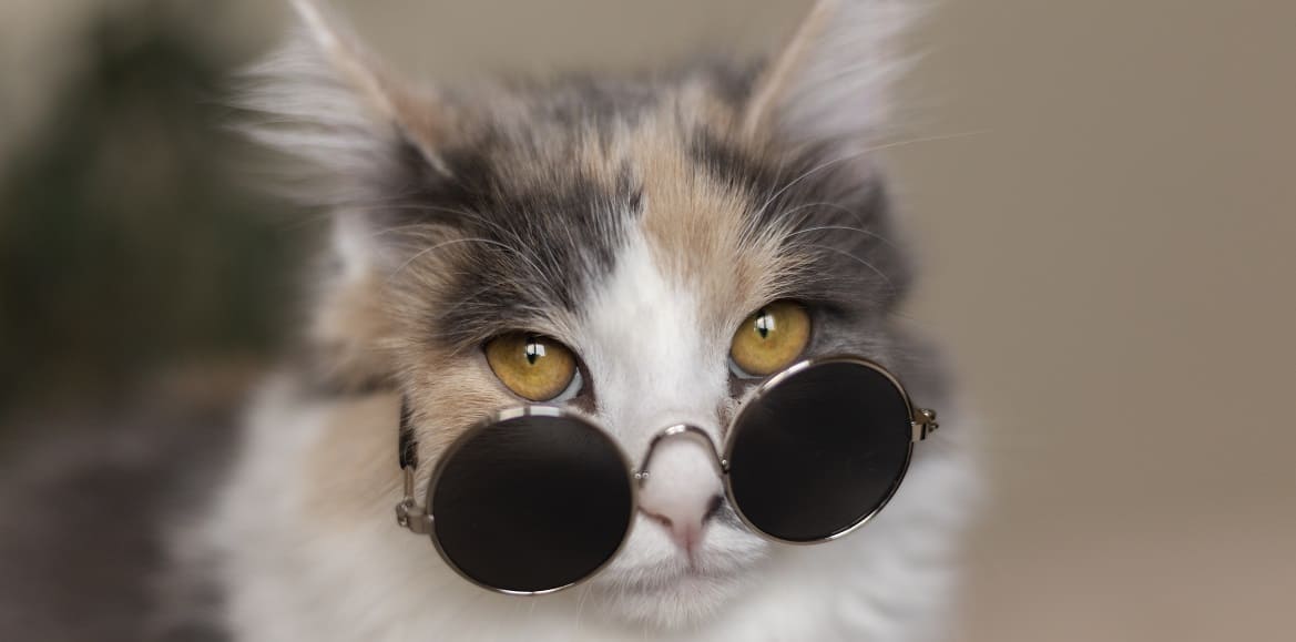 Отслойка сетчатки у кошек