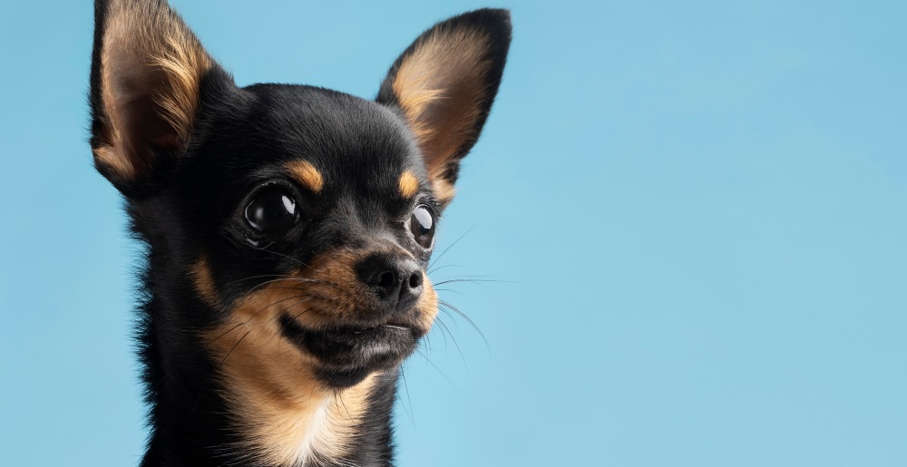 Алопеция после стрижки собак