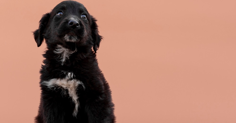 Алопеция после стрижки собак лечение