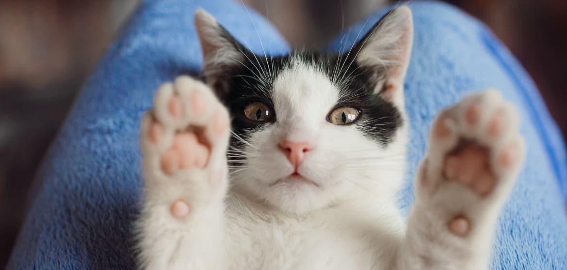 Антицарапки для кошек Антицарапки для кошек