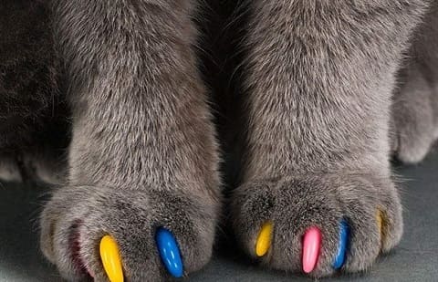 Разнообразие колпачков на когти для кошек Разнообразие колпачков на когти для кошек