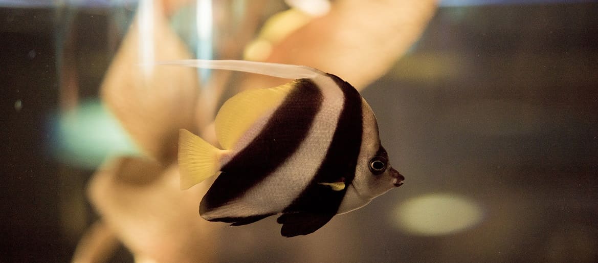 Топ-5 лучших кондиционеров для аквариумной воды