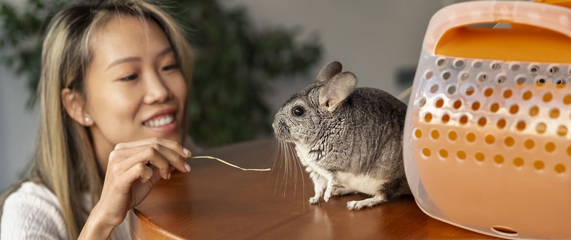 Плюсы и минусы содержания белок дегу