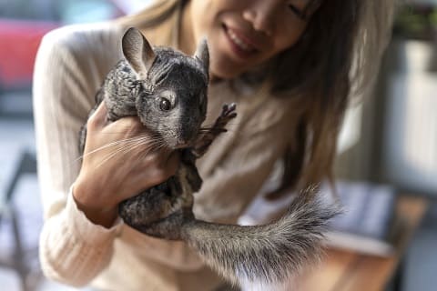содержание и уход белки дегу