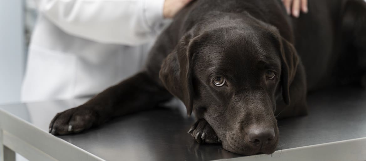 Болезни печени у домашних животных