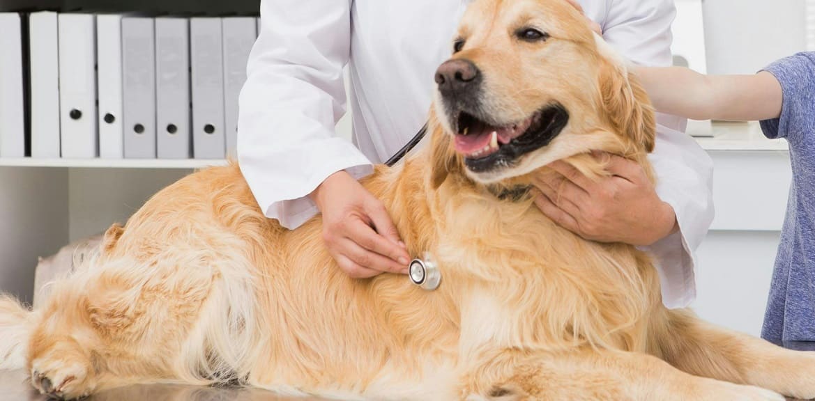 Регулярные ветеринарные осмотры