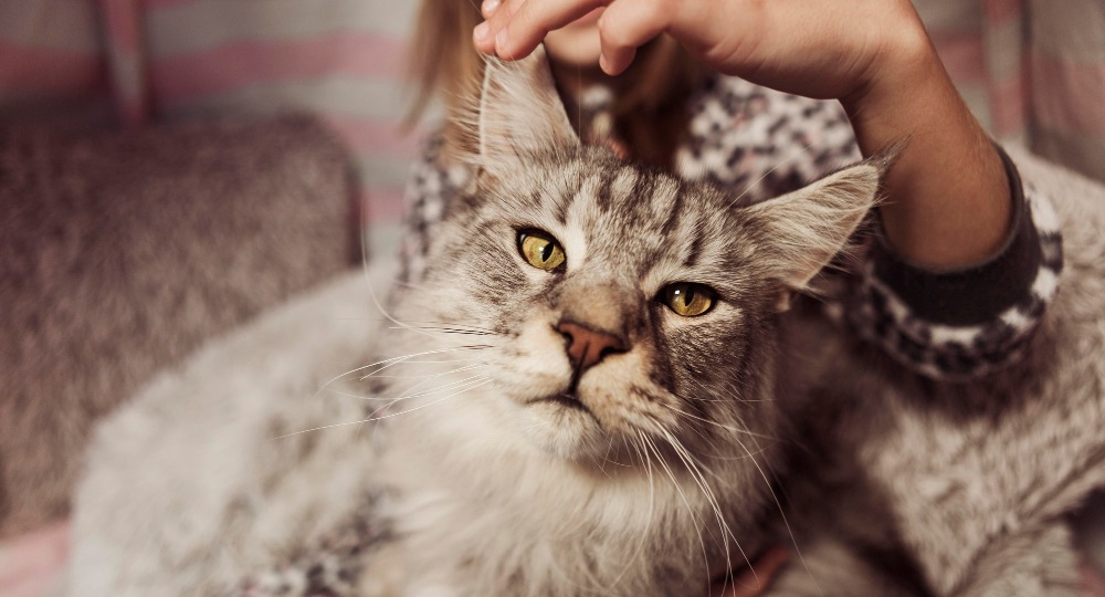 Болячки на голове и шее у кошки: от причин до эффективного лечения