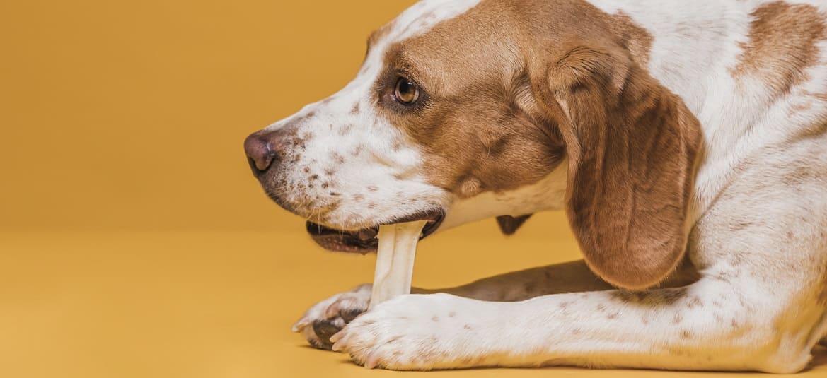 Можно ли давать собакам кость