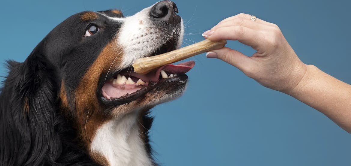 советы по употреблению костей собакой