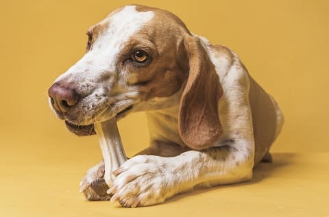 Какие кости можно давать собаке