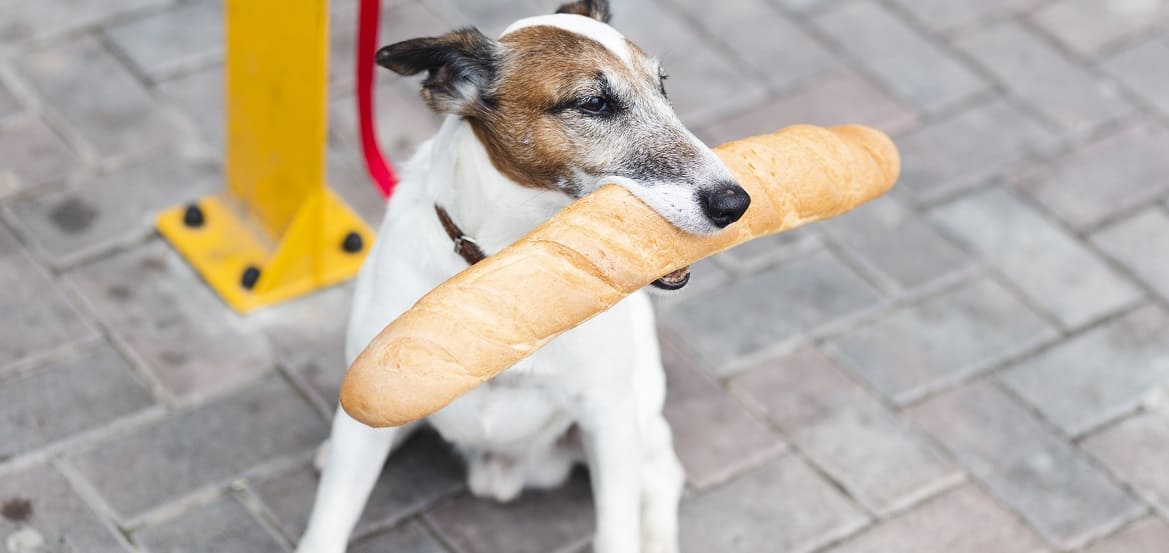 Разрешен ли хлеб для собак