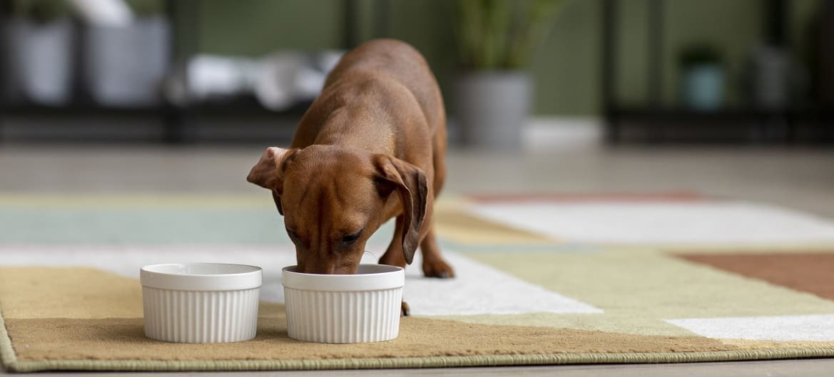 Можно ли собакам есть кошачий корм
