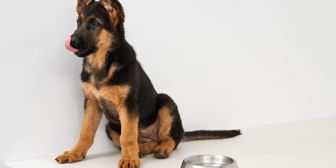 Вредно ли собакам есть кошачий корм