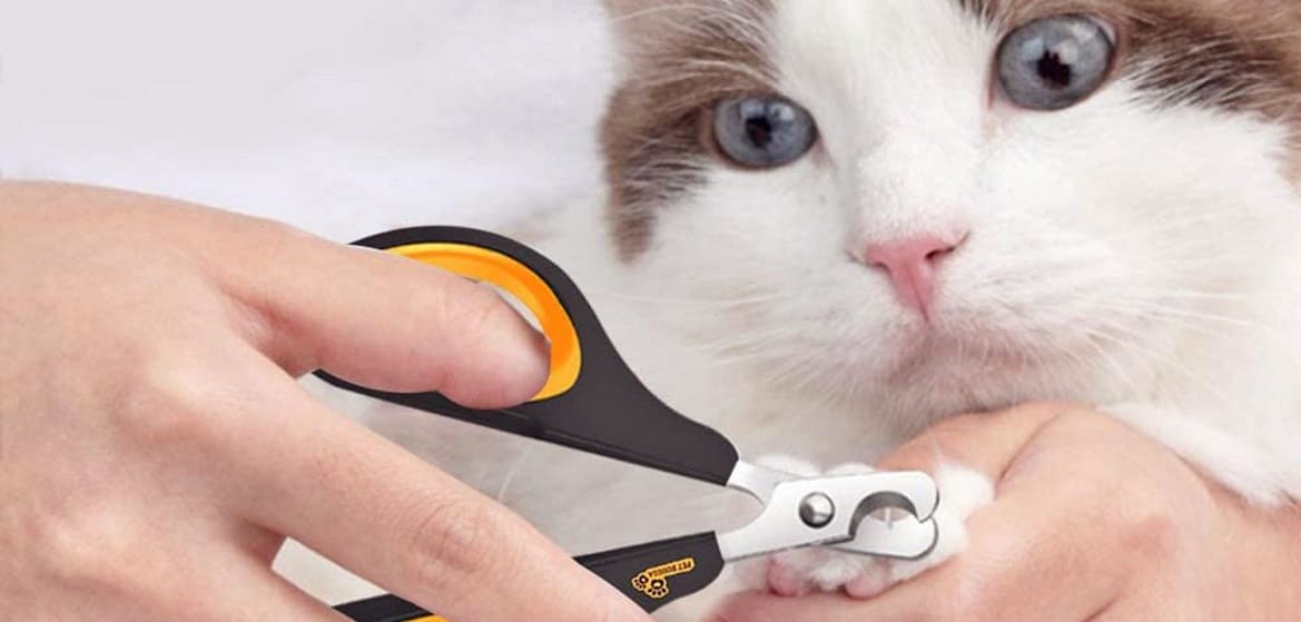 Как обрезать когти кошке