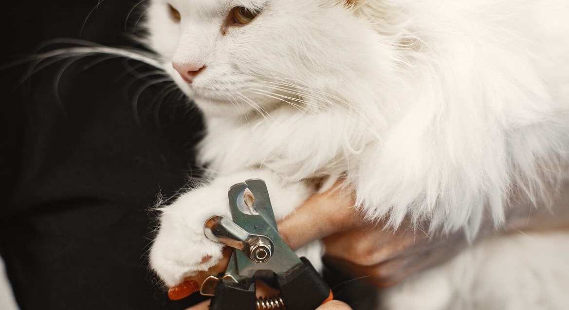 Когтерезка для кошек