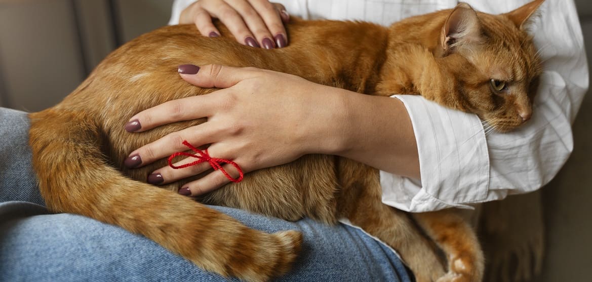 что нельзя кошке после стерилизации