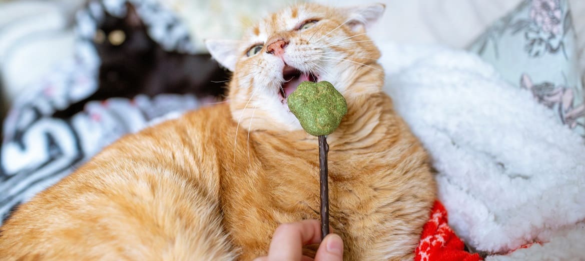 Кошачья мята