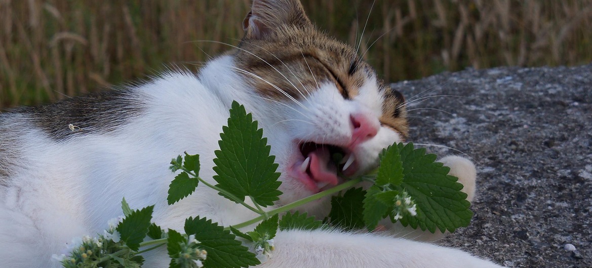 Противопоказания кошачьей мяты