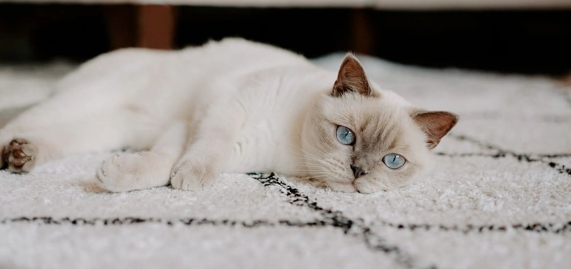 Что такое сахарный диабет