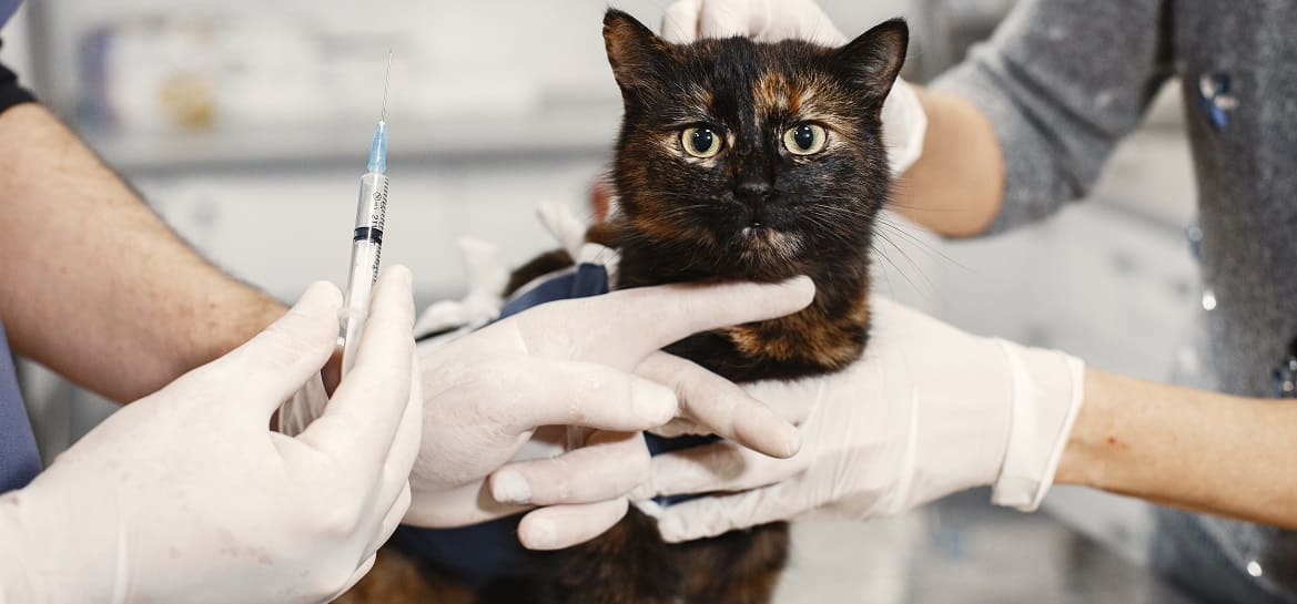 как вводить инсулин кошке