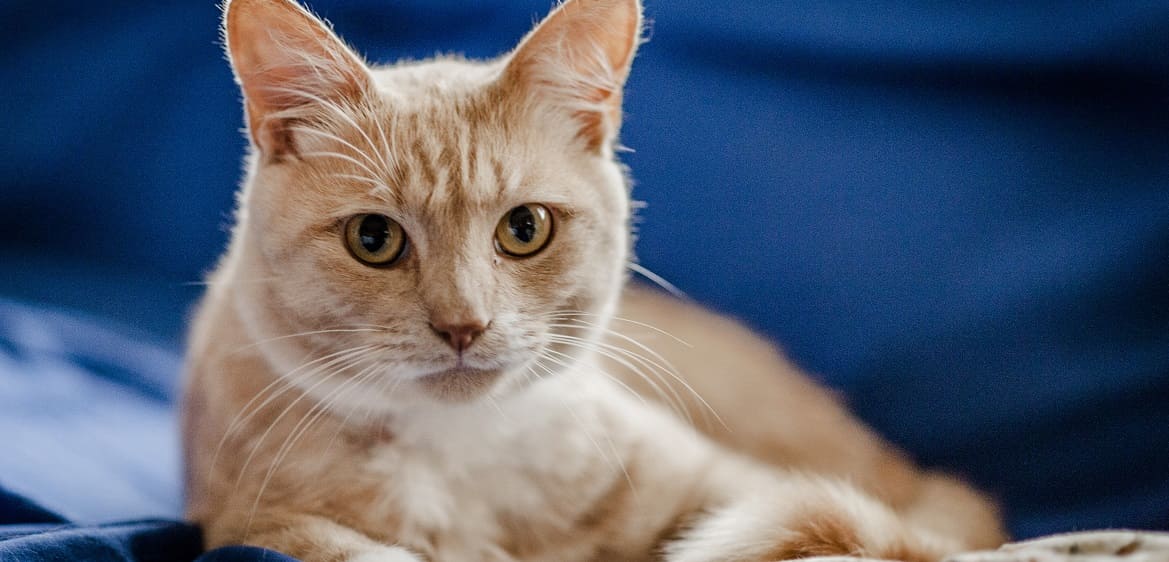 инструкция по лечению инсулином кошки