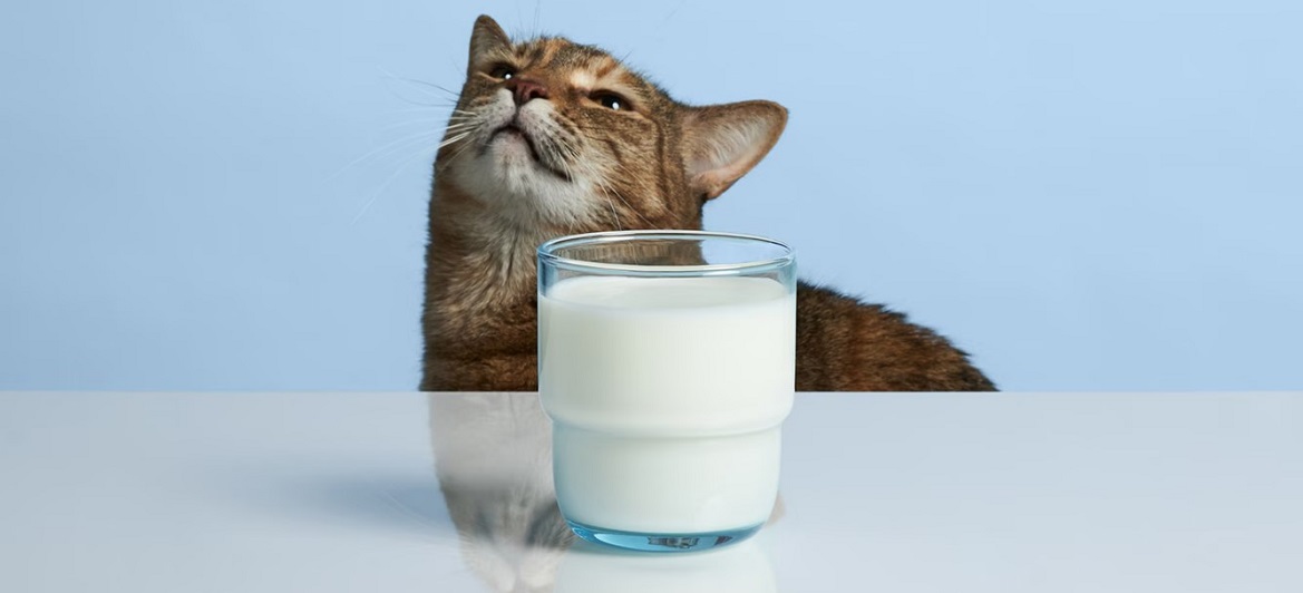Можно ли давать кошкам молоко