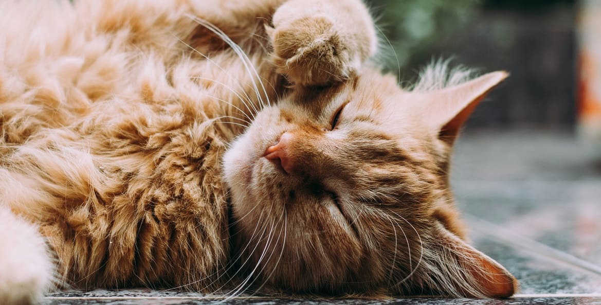 Можно ли кошкам молоко