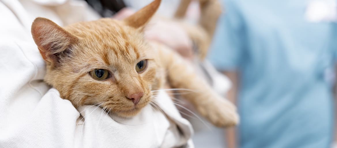 Какой тип диабета чаще всего встречается у кошек