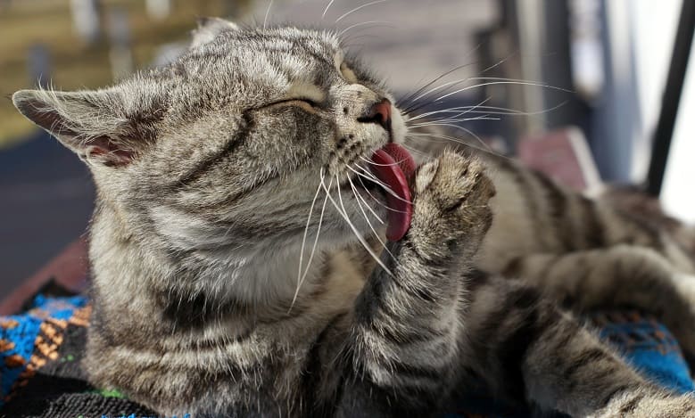 методы лечения хондросаркомы