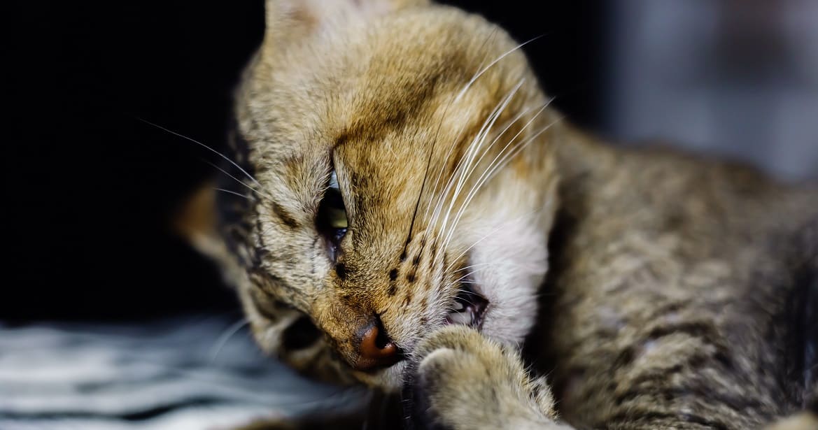 Хондросаркома у кошек