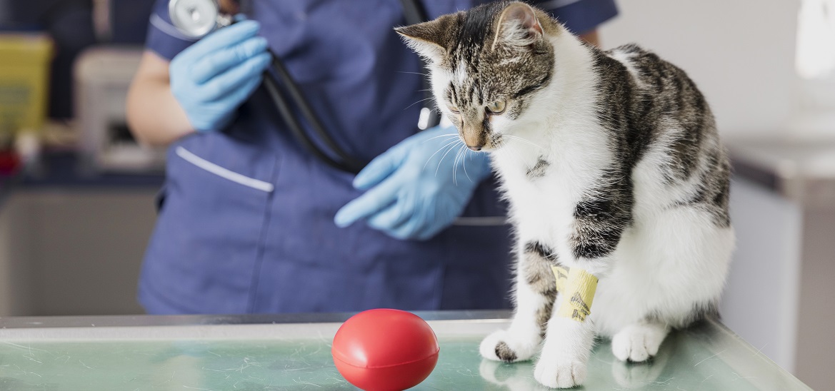 если моя кошка получит слишком много инсулина