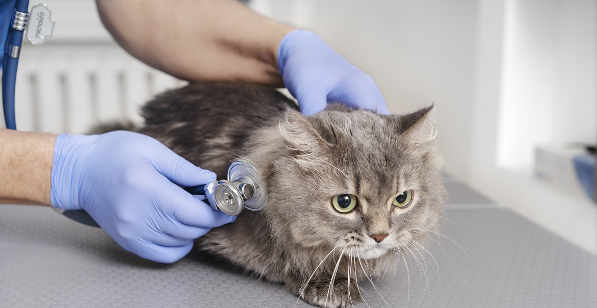 Как лечат сахарный диабет у кошек