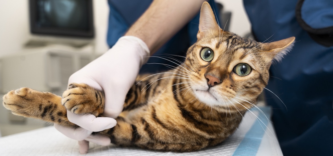 Сахарный диабет у кошек