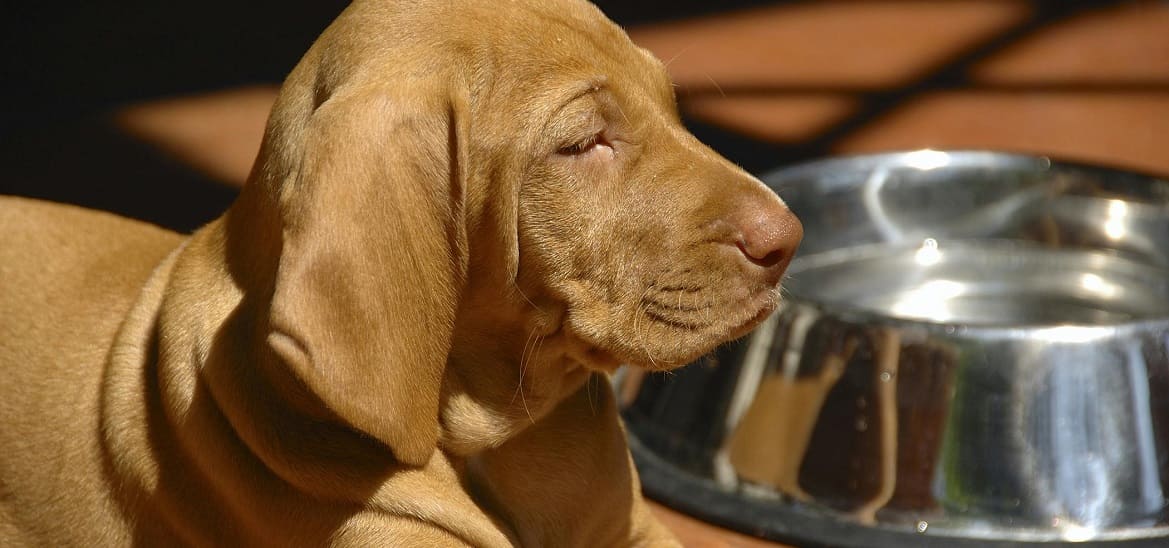 Какое лечение от диареи у собаки