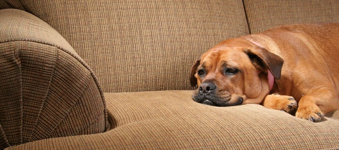 Диарея у собаки