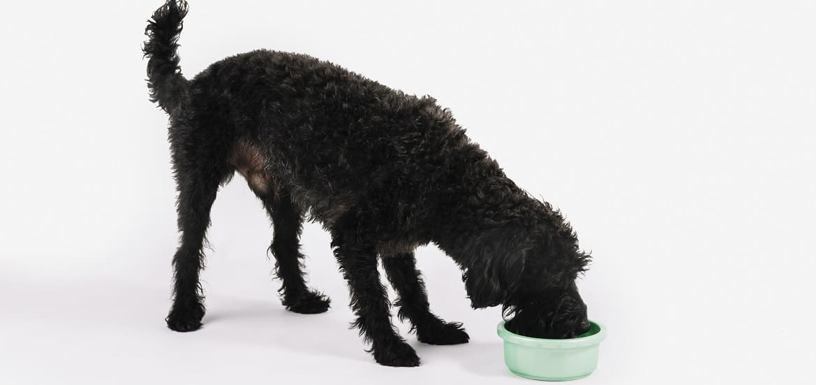 Рыба для собак