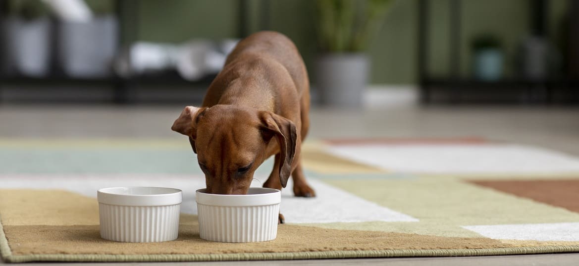 Аллергия на рыбу у собак