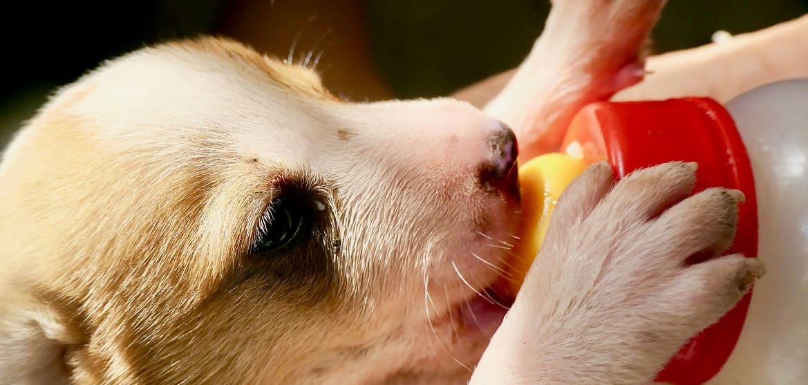 Можно ли давать собакам молоко