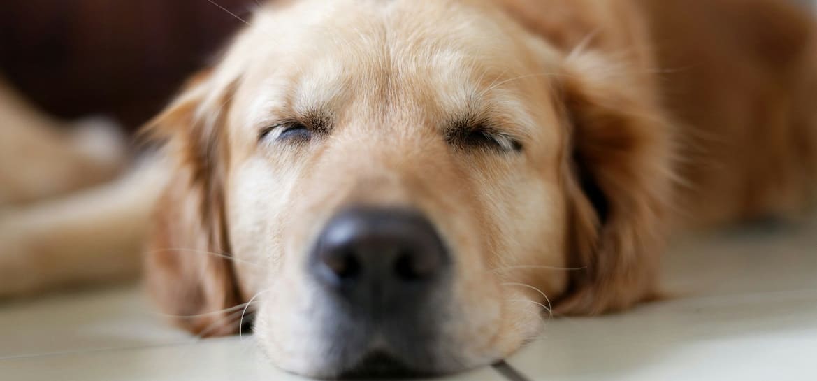 Видят ли собаки сны