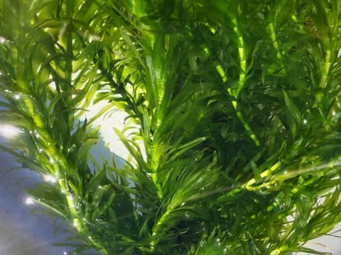 Уход и содержание элодеи в аквариуме