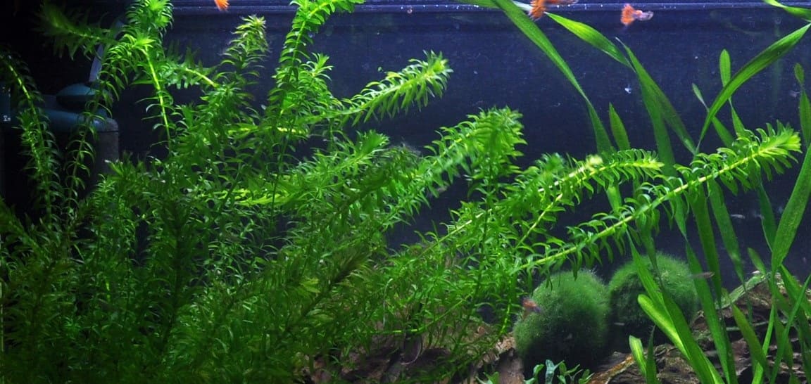 Размножение элодеи