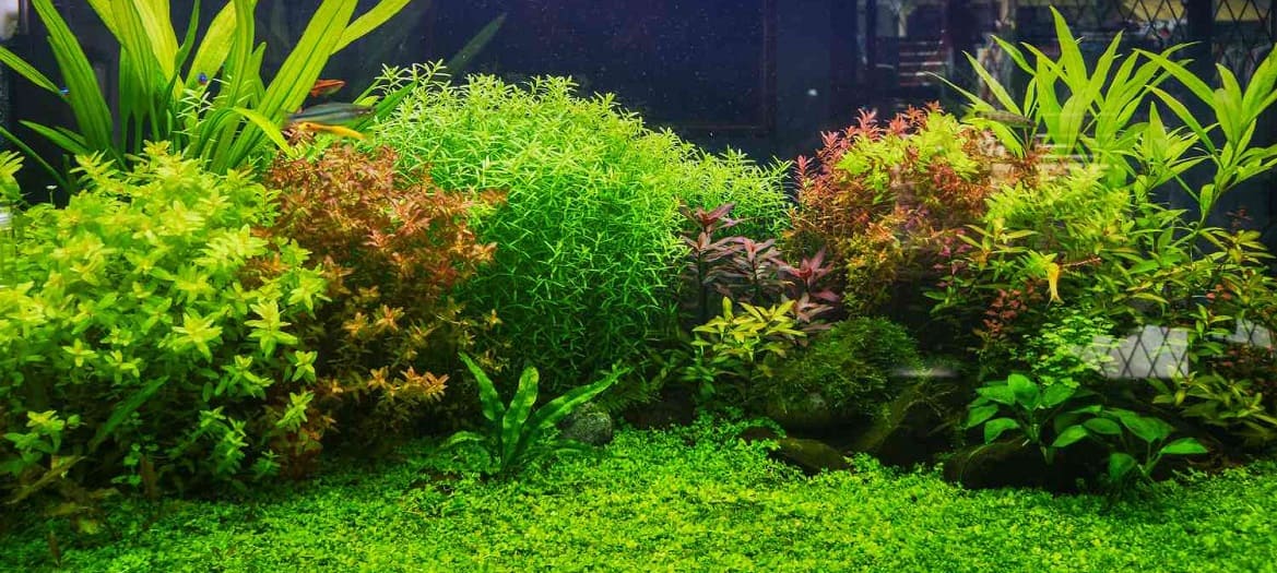 Элодея в аквариуме