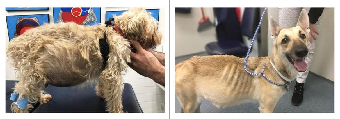 Увеличение брюшной полости у собак