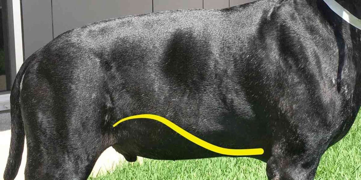 прогноз при увеличении брюшной полости у собак