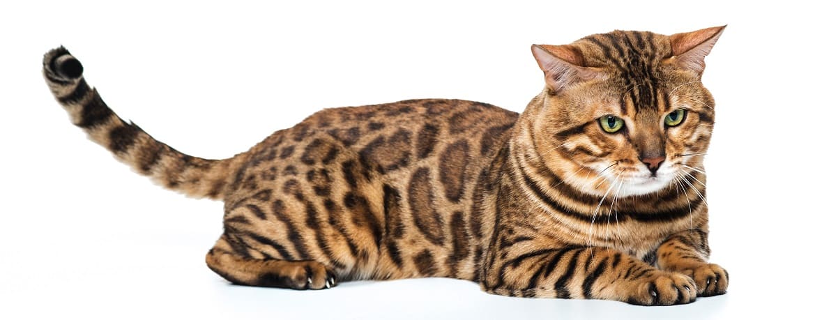 Запрещенные продукты для бенгальских котят