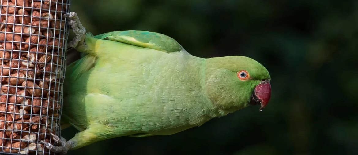 Чем покормить попугая если закончился корм Чем покормить попугая если закончился корм